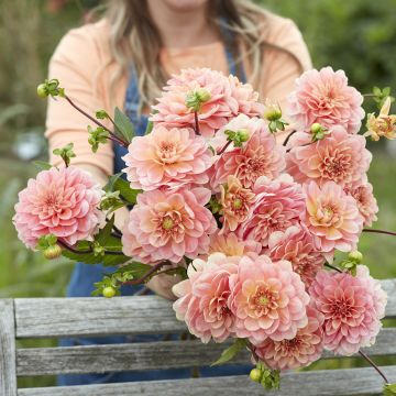 Dahlia Rosario - decoratieve dahlia