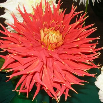 Dahlia Showntell - cactusdahlia