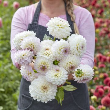 Dahlia Smoothy - baldahlia