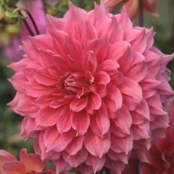 Dahlia Summer Beauty - decoratieve dahlia