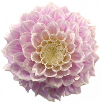 Dahlia Sweet Love - decoratieve dahlia
