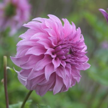 Dahlia Vassio Meggos - grootbloemige dahlia