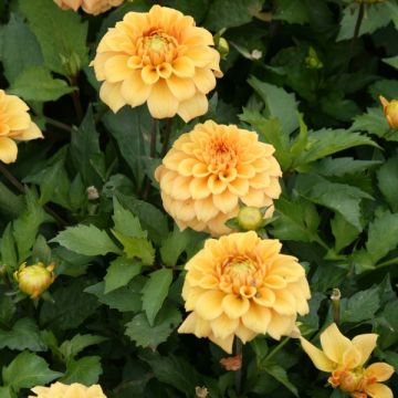 Dahlia Gallery Vermeer - dwergdahlia