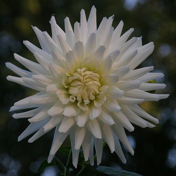 Dahlia White Happiness - cactusdahlia