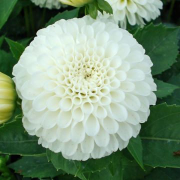 Dahlia Snow Cap - baldahlia