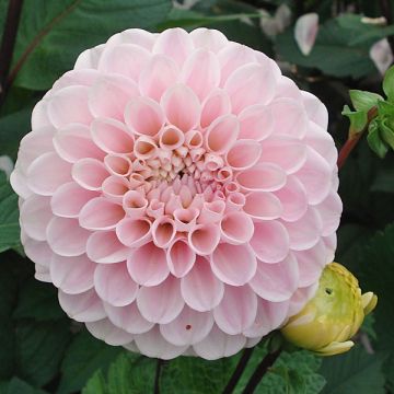 Dahlia Wizard Of Oz - baldahlia