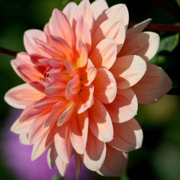 Dahlia Yvonne camélia  - Waterleliedahlia