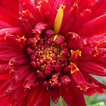 Dahlia Jive - Anemoondahlia