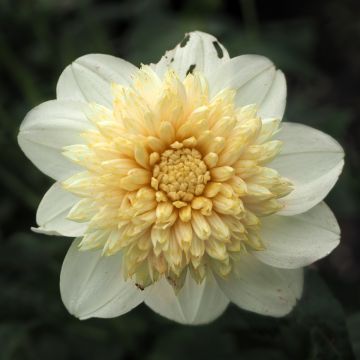 Dahlia Platinum Blonde - anemoonbloemige