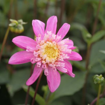 Dahlia Siemen Doorenbos - Anemoondahlia