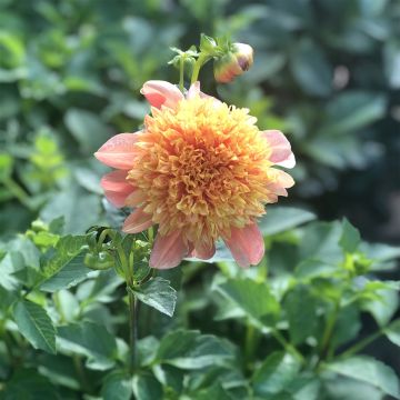 Dahlia Sword Dance - Anemoondahlia
