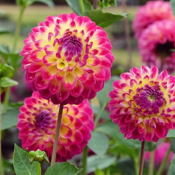 Dahlia Hapet Daydream - baldahlia