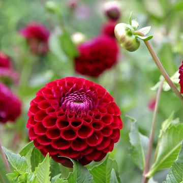 Dahlia Jowey Mirella - baldahlia