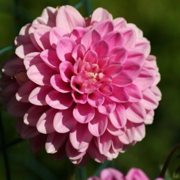 Dahlia Peter - baldahlia