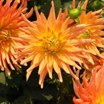 Dahlia Ludwig Helfert - cactusdahlia