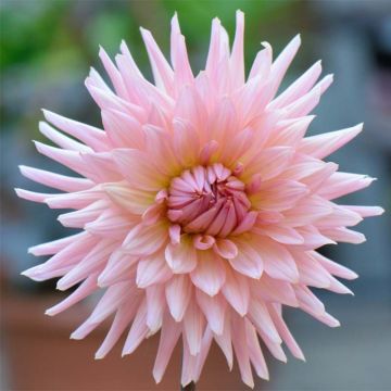 Dahlia Preference - cactusdahlia