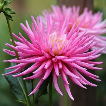 Dahlia Park Princess - cactusdahlia