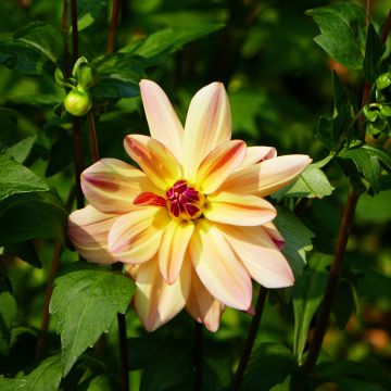 Dahlia Happy Butterfly - Waterleliedahlia