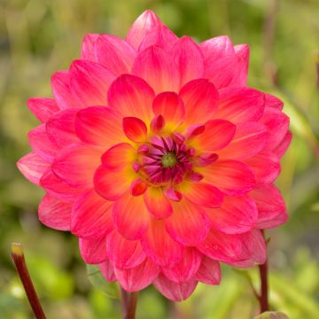 Dahlia Kilburn Glow - Waterleliedahlia