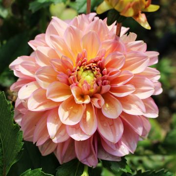 Dahlia Milena Fleur - Waterleliedahlia