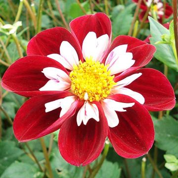 Dahlia Mary Evelyn - halskraagdahlia