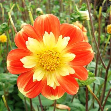 Dahlia Pooh - halskraagdahlia