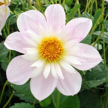 Dahlia Teesbrooke Audrey - halskraagdahlia