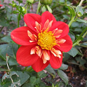 Dahlia Alstergruss - halskraagdahlia