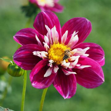 Dahlia Bumble Rumble - collerettedahlia