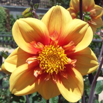 Dahlia Esther - halskraagdahlia