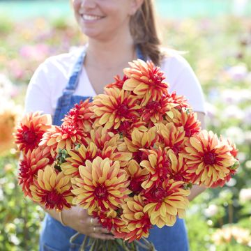 Dahlia décoratif Japlou