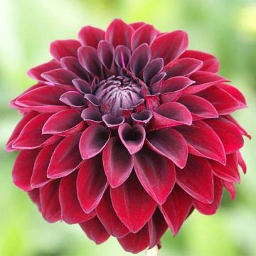 Dahlia Arabian Night - decoratieve dahlia