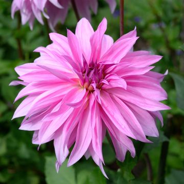 Dahlia Babylon Rose - decoratieve dahlia