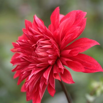Dahlia Babylon - decoratieve dahlia rood