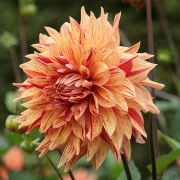 Dahlia Clown - decoratieve dahlia