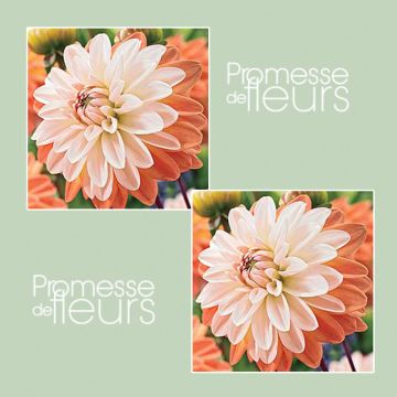 Dahlia Coup de Soleil - decoratieve dahlia