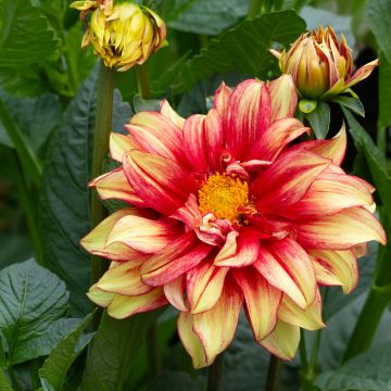Dahlia Dazzling Sun - decoratieve dahlia