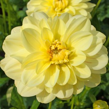 Dahlia Dr Hans Riecke - decoratieve dahlia