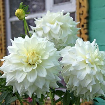 Dahlia Edna Comptsock - decoratieve dahlia