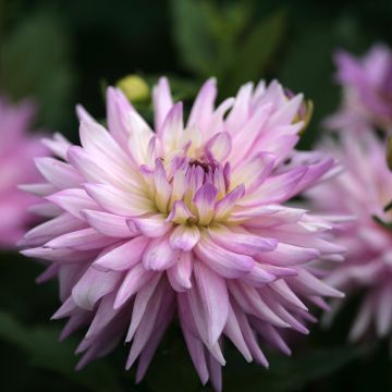 Dahlia Karma Amanda - decoratieve dahlia