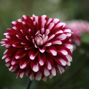 Dahlia Karma Yin Yang - decoratieve dahlia