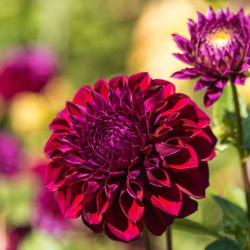 Dahlia Le Baron - decoratieve dahlia