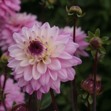 Dahlia Luka Johanna - decoratieve dahlia