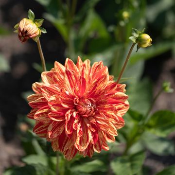 Dahlia Neo - decoratieve dahlia