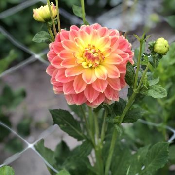 Dahlia October Sky - decoratieve dahlia