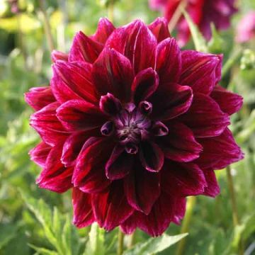 Dahlia Seawood Glory - decoratieve dahlia