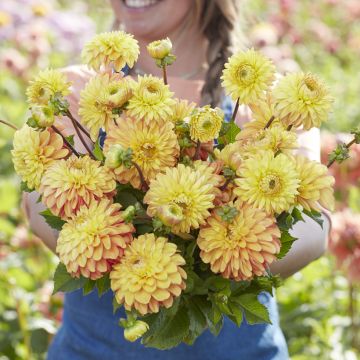 Dahlia Bronze Glory - decoratieve dahlia