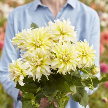 Dahlia Calgary Flames - decoratieve dahlia