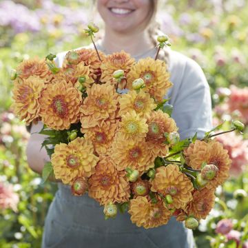 Dahlia Caramel - decoratieve dahlia