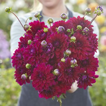 Dahlia Mister Blue - decoratieve dahlia